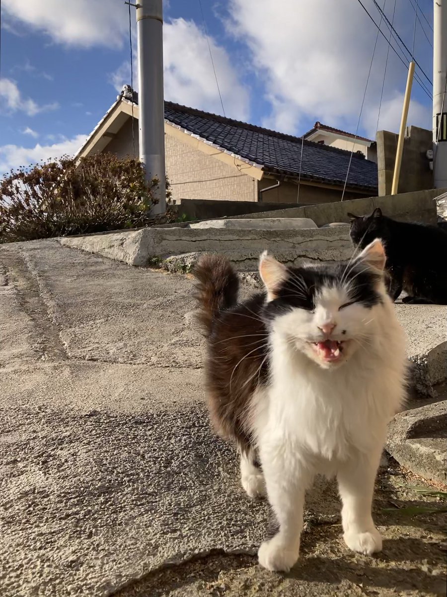 こんにちは。今朝の #田代島 は晴れ。日向は日差しが暖かく感じられ