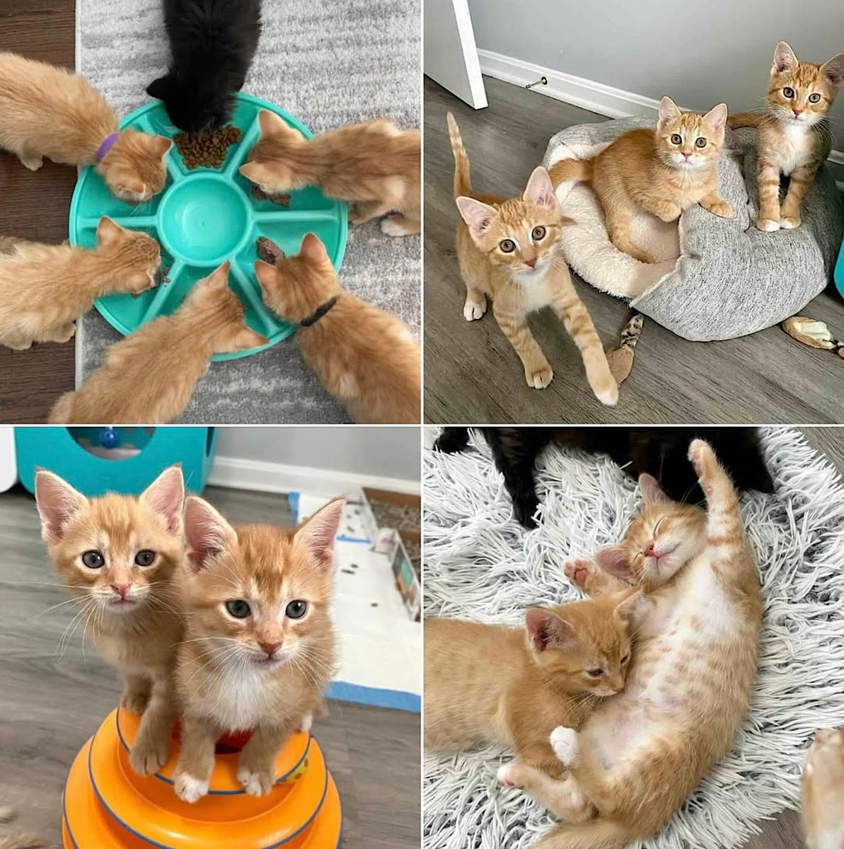 catsnkittys's tweet photo. Console Kittens Press 'Start' on Their New Lives Thanks to Gaming-Loving Foster Mom

Five orange kittens and a black surprise, saved by a gaming-loving foster mom.
Follow their journey to forever homes. Don’t miss their adorable story! 👉 https://t.co/7Tn3cI4VQ5 https://t.co/k0u1kD0dbI