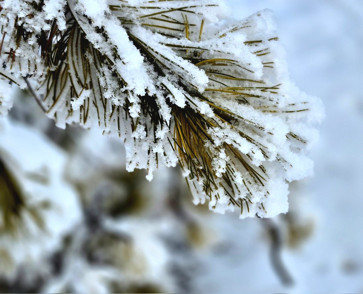 pk_marta89's tweet image. Every season brings its own beauty. It seems like everything sleeps in winter, but it's really a time of reflection where silence speaks the loudest.

#truthseeker #WinterWonderland #frostyweather #whitewinter