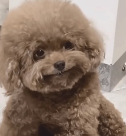 Están disparando a sus mismos drones. De ser cierto, qué momento más humilde.