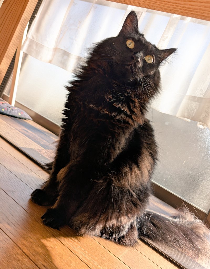 あんころきなこ🐾 (@ankororineko817) / Posts / X