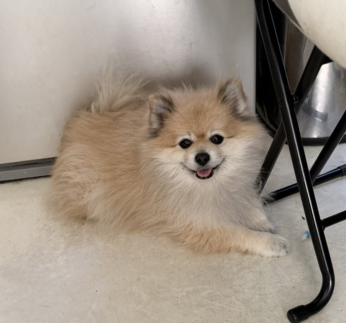 デカポメ🐶⛩️ポルくん🗼 (@AccessoryshopF) / Posts / X