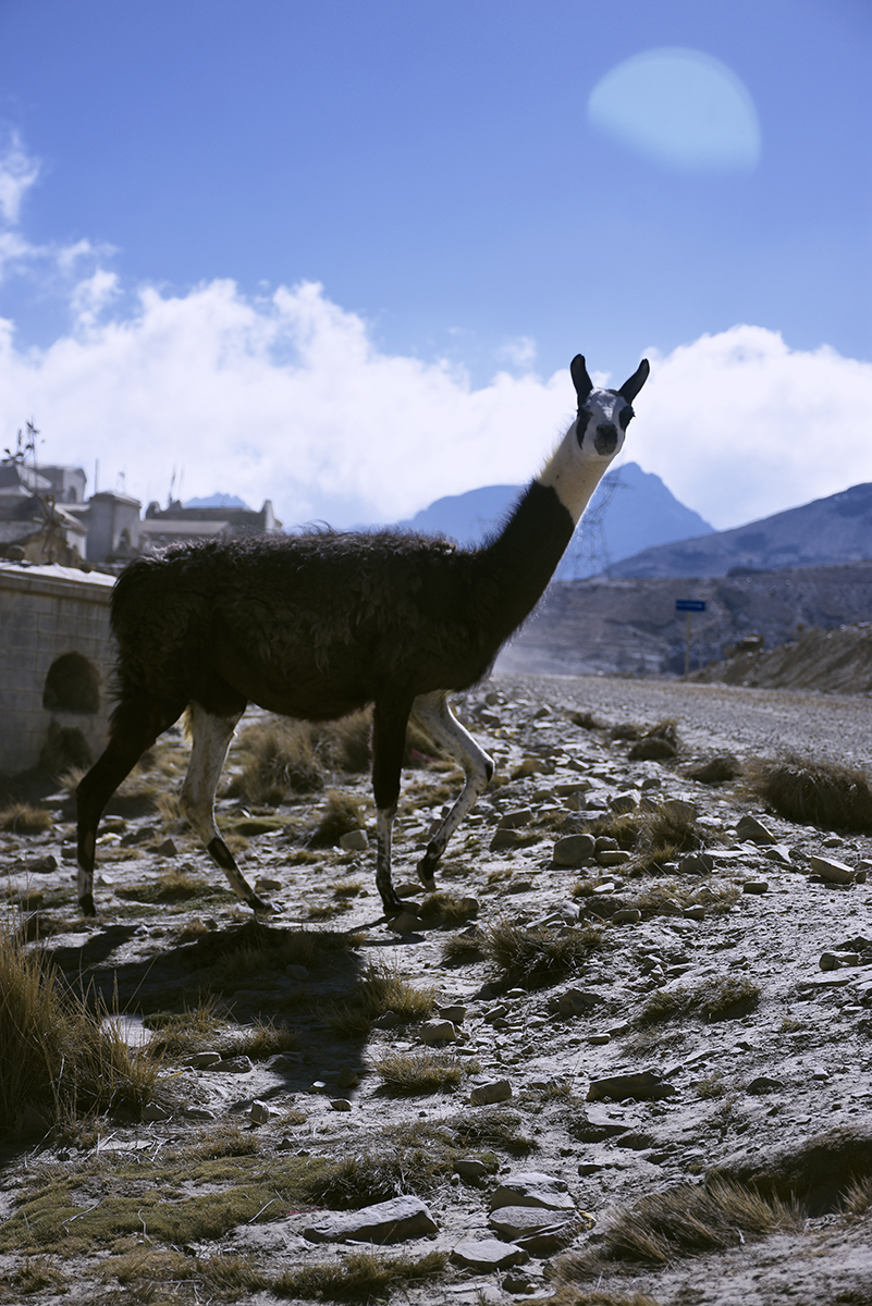 frisasteis's tweet photo. :: #bolivia #lapaz #milluni #cementerio #llama | #frisasteis https://t.co/7LnEhWGfe4