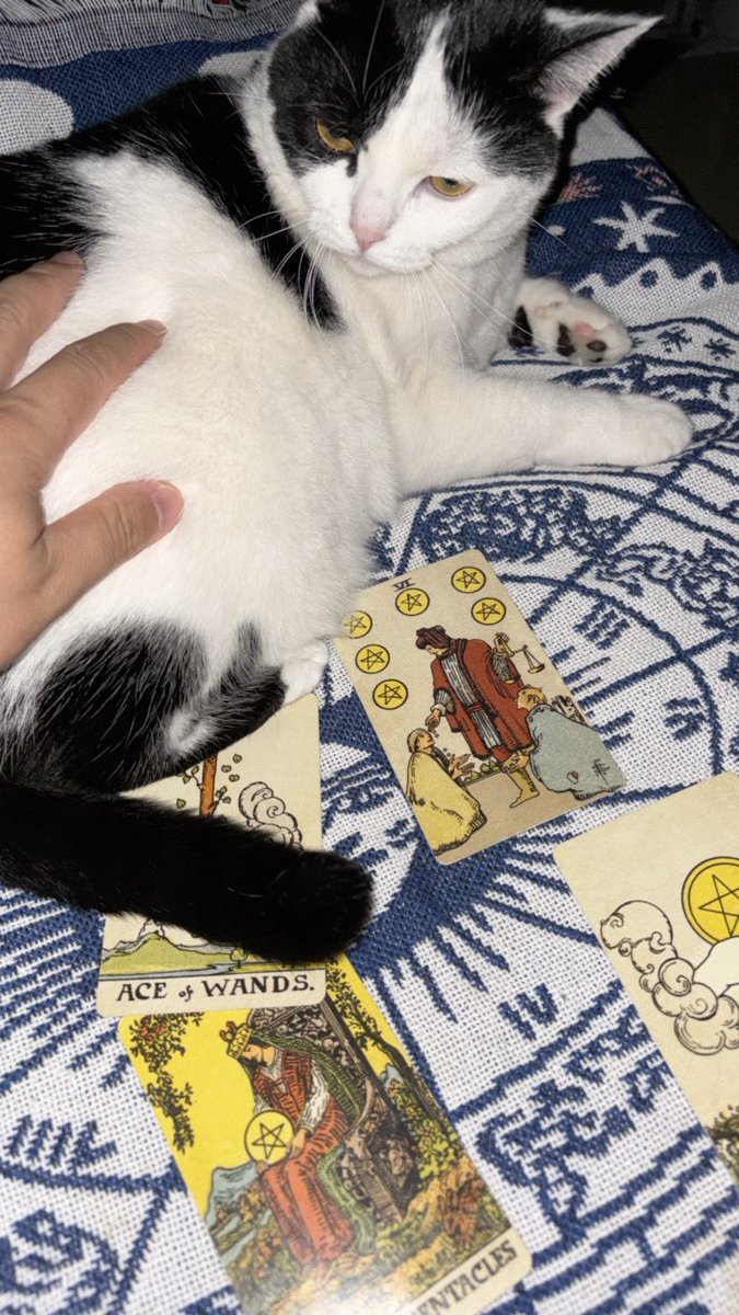 hellomy2024's tweet image. 有小猫咪陪伴的生活能有什么烦恼呢？
你们感受不到，这只咪子耳根发热、身上特别暖和🥹
跟我一样，是我亲生的崽。