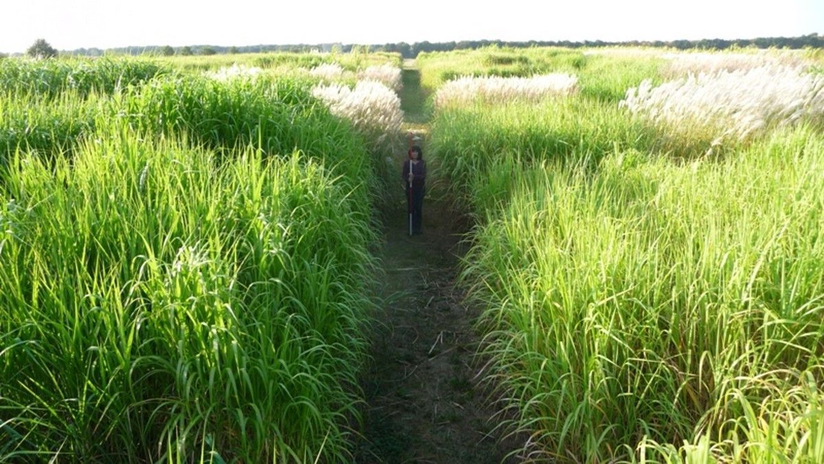 Global Change Biology Bioenergy tweet media