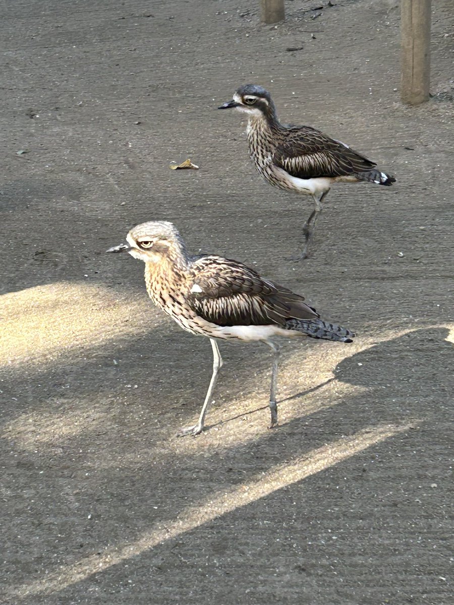 #キャンベルタウン野鳥の森
