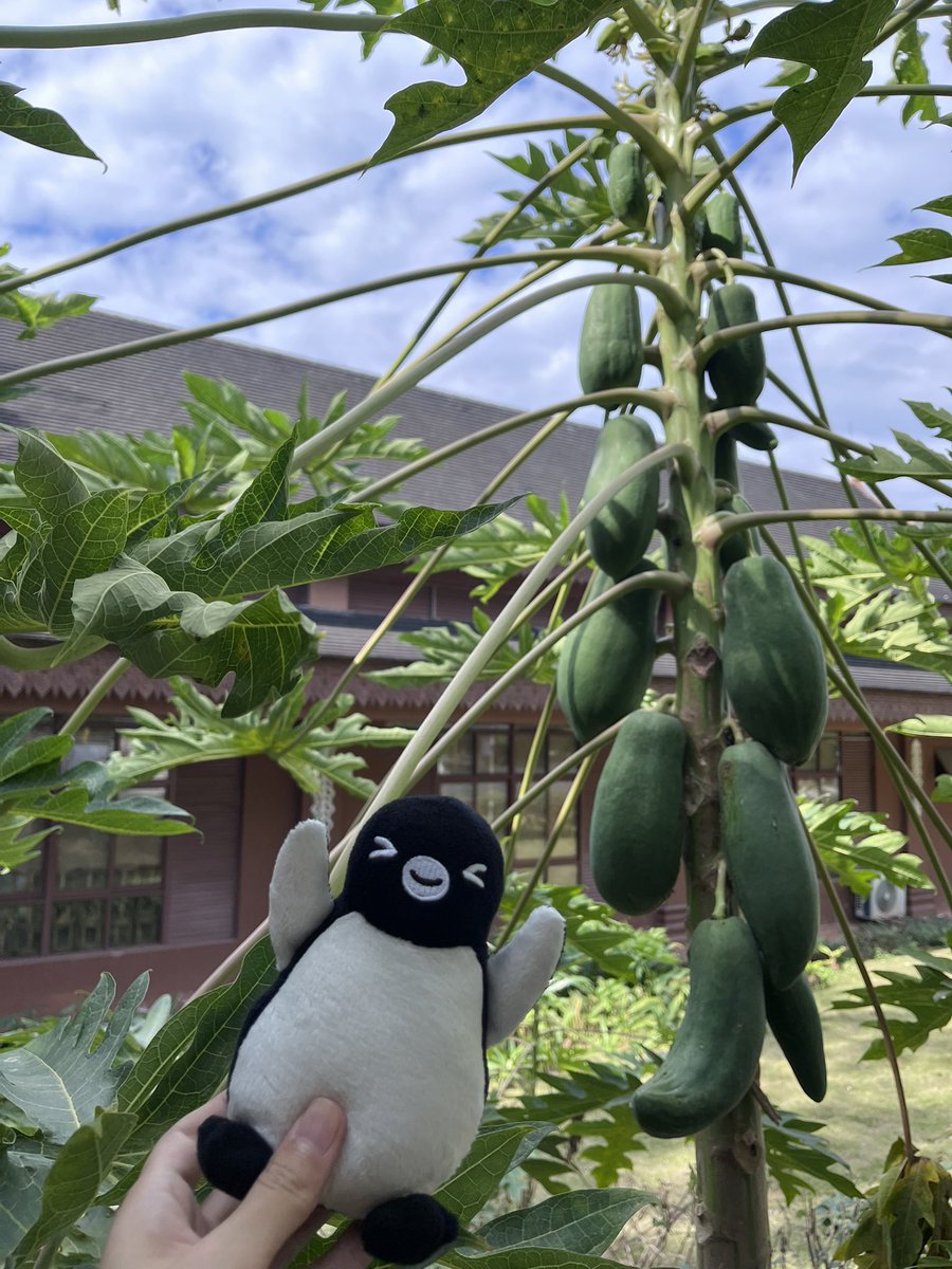 熱帯植物観察③
Carica papaya

え？？？
パパイヤってこんなに雑に道端に生えてていい存在だったっけ……？🌴