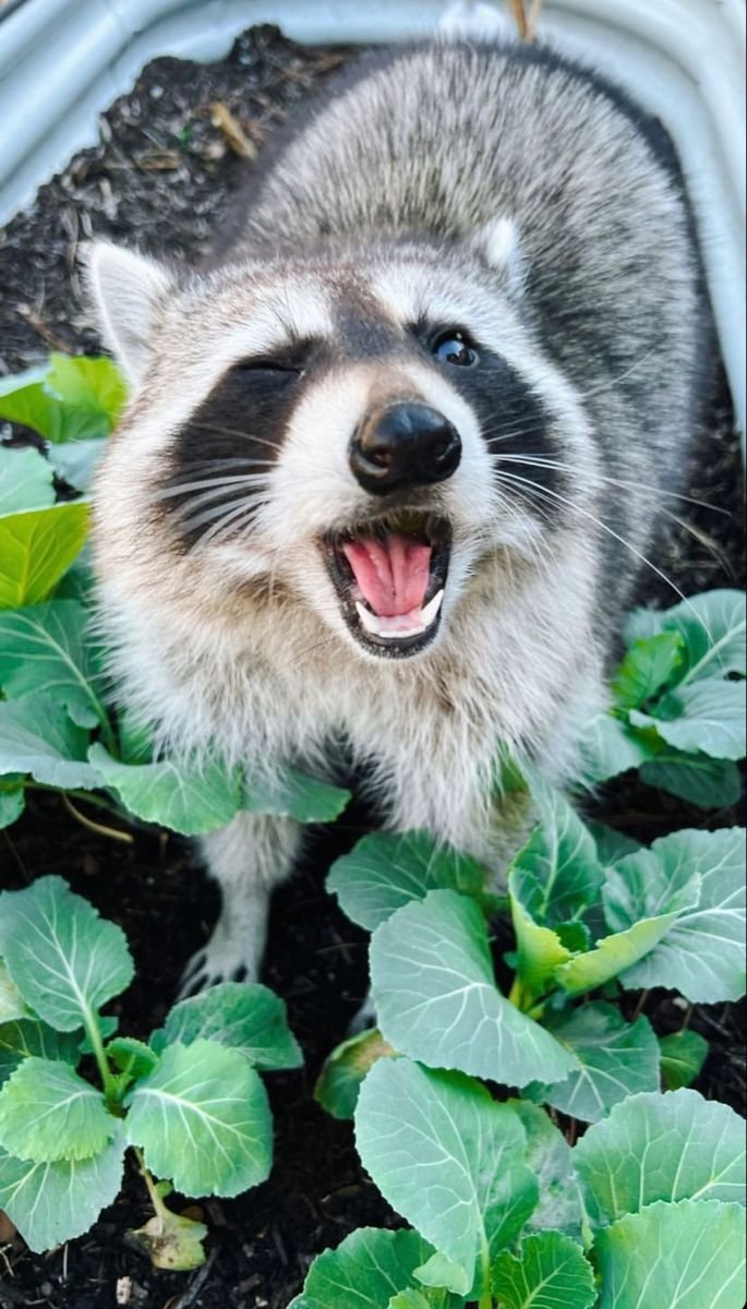 Thrashes 🇮🇸 tweet media