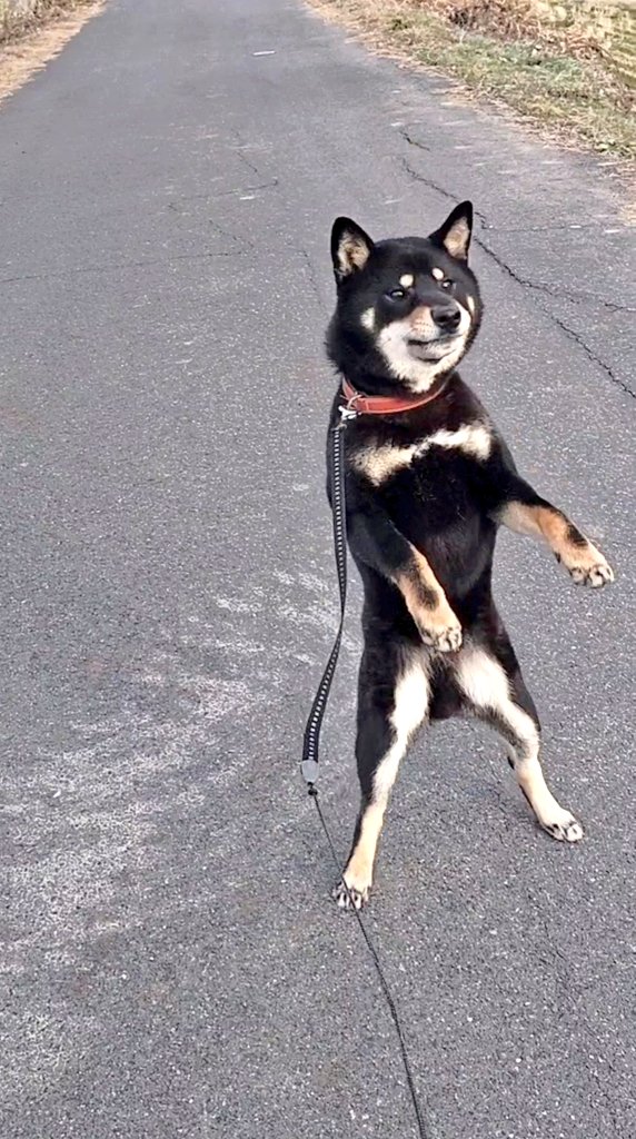 ツナクマ (@kuma_tuna) / Posts / X