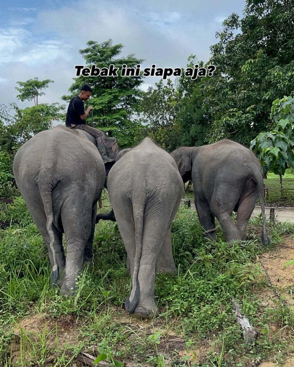 Coba urutan dari kiri🐘
