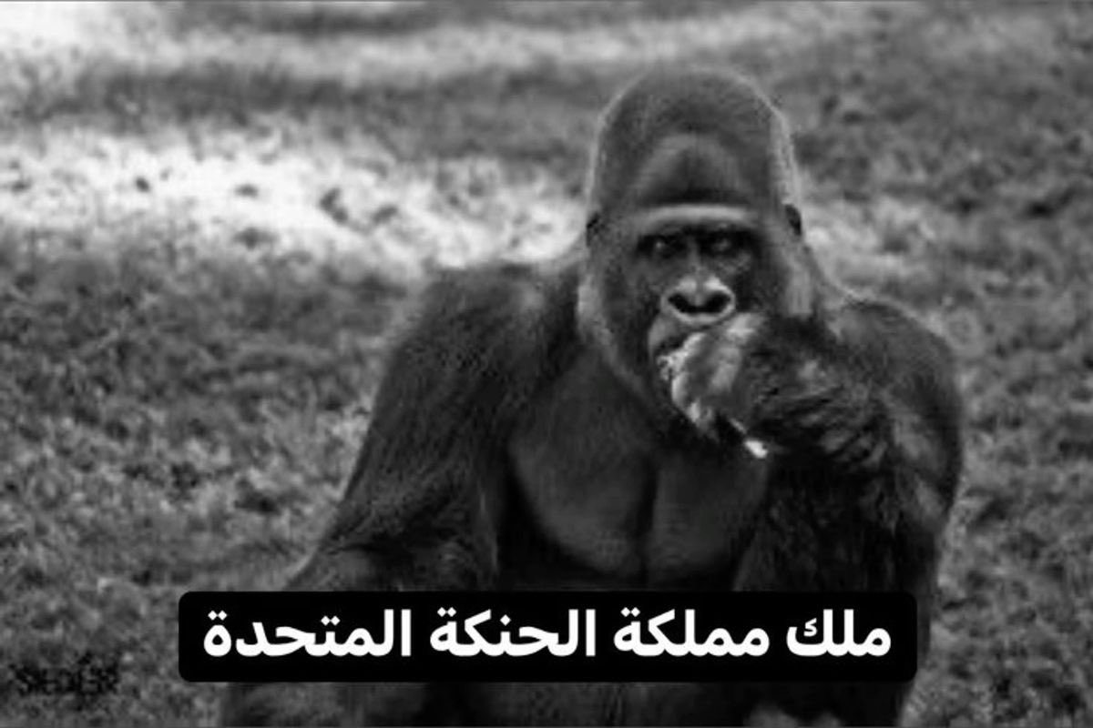 AsassaY's tweet photo. رئيس بوليتو https://t.co/SVq8qZBvTj