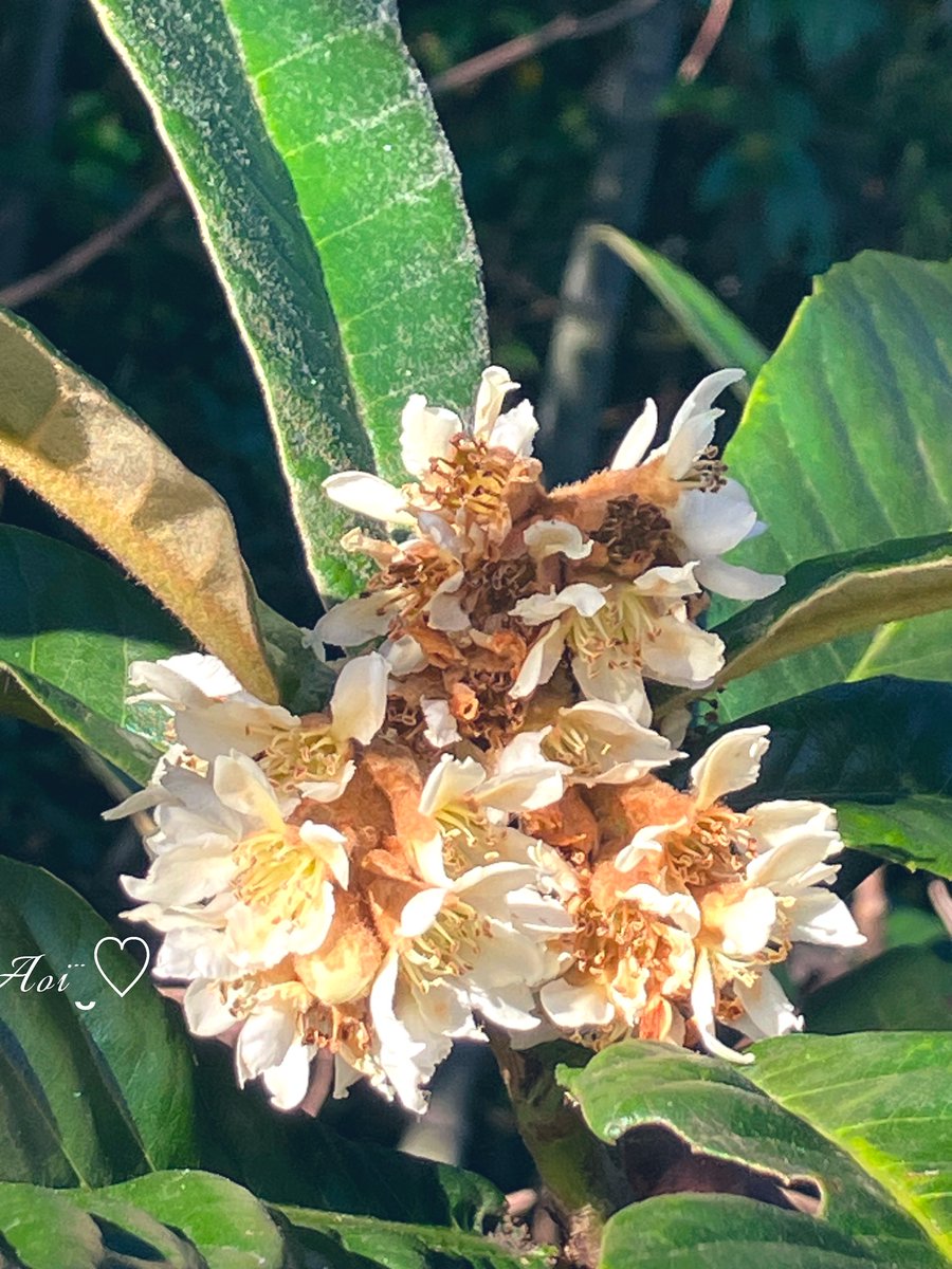 ヨッシー (@AOGSDkw5Qmr1X51) / Posts / X