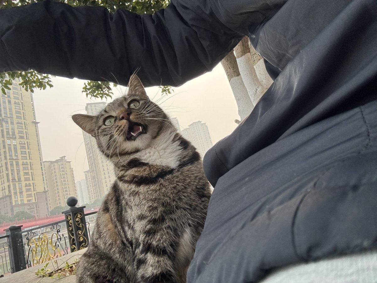 go2Hhu's tweet photo. 猫猫祟祟四部曲 https://t.co/MGubgRkPMM