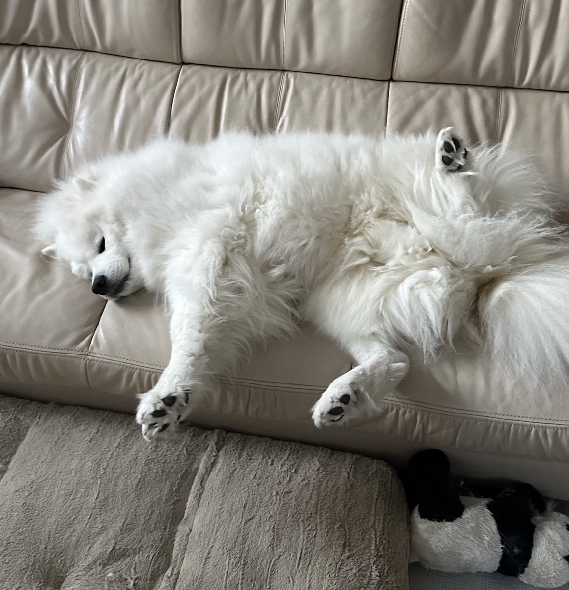 SamoyedYukimaru's tweet photo. 寝起きでボサボサゆきまる
#サモエド https://t.co/dQ0qsC7NxH