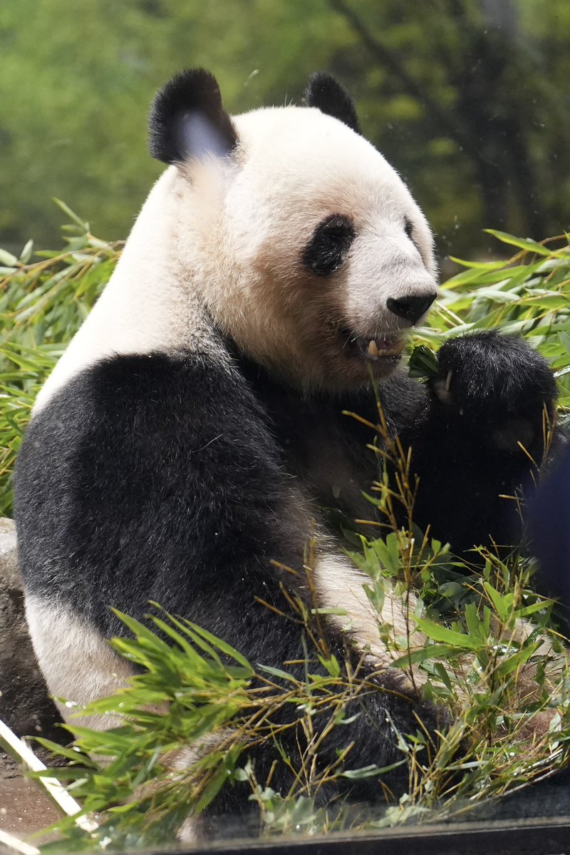 本日のシャオレイ🐼
📷2026.1.6
#シャオシャオ #レイレイ
#ジャイアントパンダ