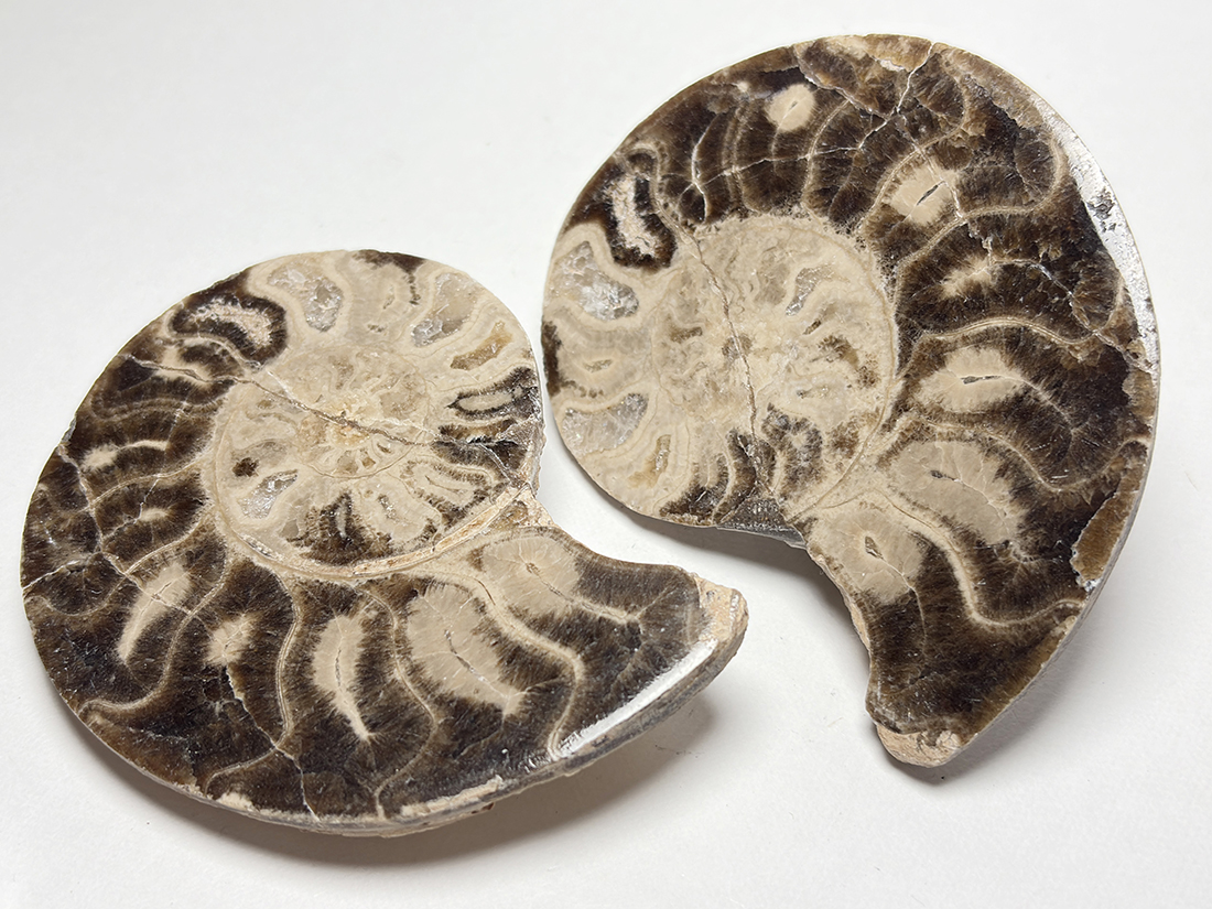 本日1/6は マダガスカル産 アンモナイト モロッコ産 アンモナイト化石