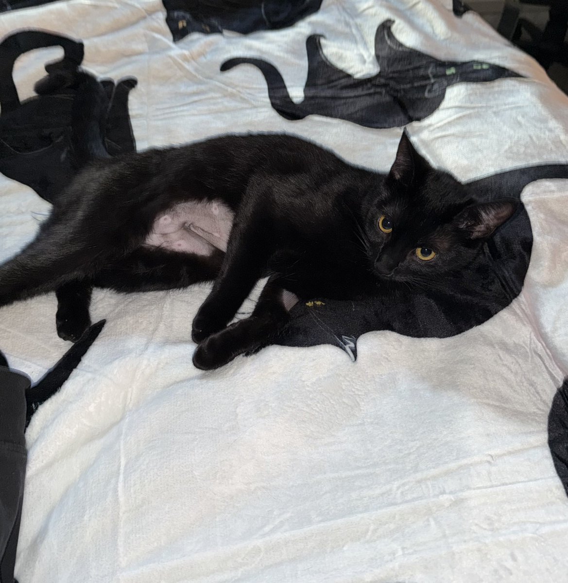 Carlie Jo tweet media