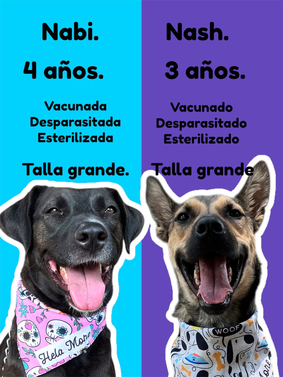 Adopta un perrito rescatado.🩷
Estamos en CDMX.