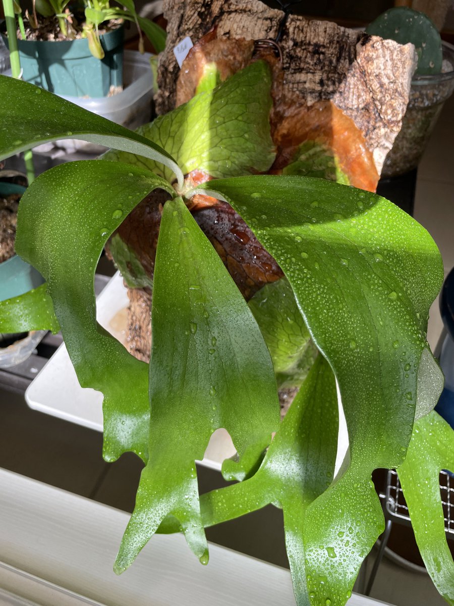 C*o様 ビカクシダ金童 胞子葉一枚 胞子付き IMG_3947-1.png?fit=850,638&ssl=1