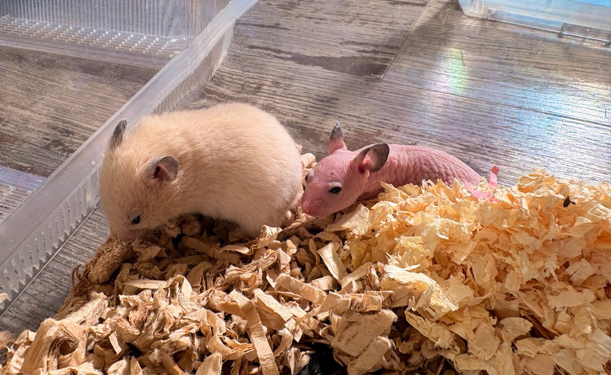 パパに似てるお目目クリンと系の顔面つよつよベビず👶🏻♡
#ふるくる #シリアンハムスター #スキニーハムスター #長毛ハムスター