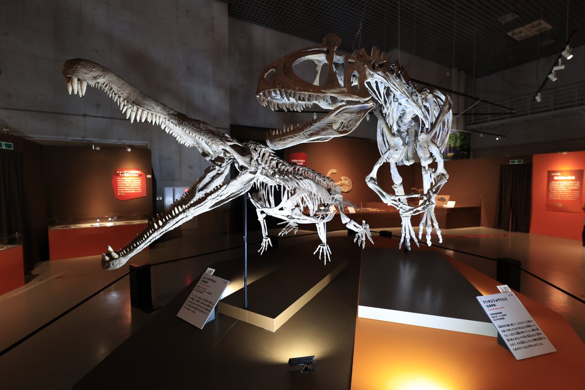 【感動レベルのセレーション】フィトサウルス類レドンダサウルスの歯　化石　大絶滅展 三畳紀】恐竜の化石 フィトサウルス類レドンダサウルスの歯3本セット