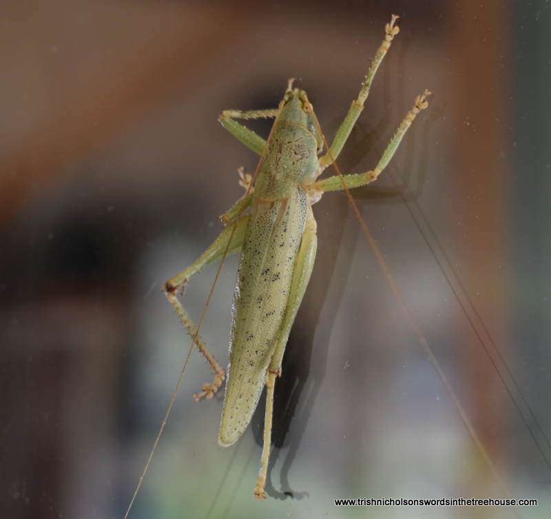 TrishaNicholson's tweet image. He's on the window again. Appears to be studying his reflection 🙃

Mr Weka sir, please desist from spitting on the glass, I'm tired of cleaning up after you...Thank you for your attention to this matter. 😉
#nature #insects