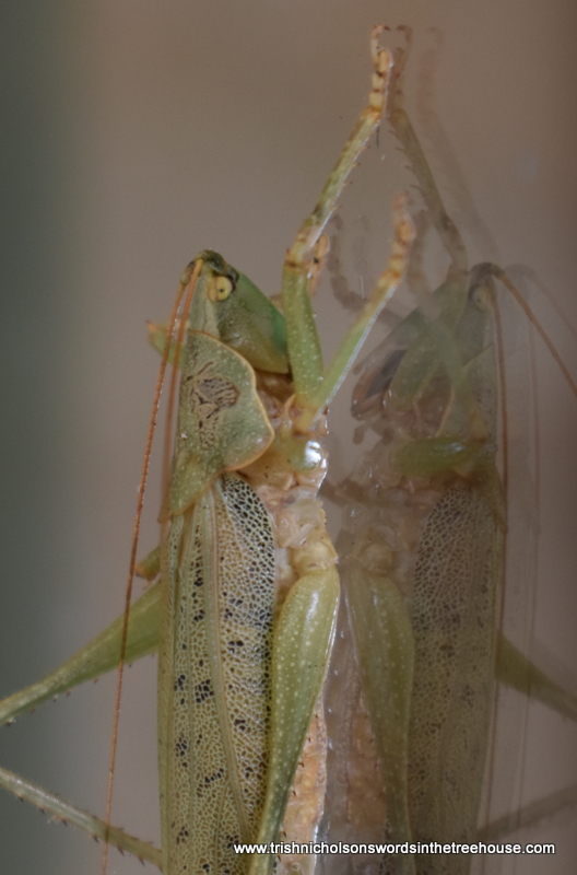 TrishaNicholson's tweet image. He's on the window again. Appears to be studying his reflection 🙃

Mr Weka sir, please desist from spitting on the glass, I'm tired of cleaning up after you...Thank you for your attention to this matter. 😉
#nature #insects