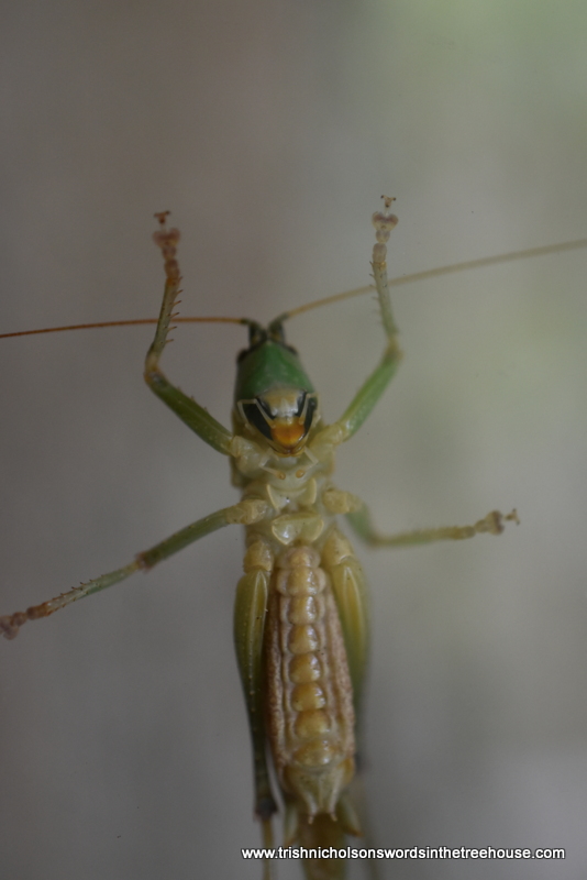 TrishaNicholson's tweet image. He's on the window again. Appears to be studying his reflection 🙃

Mr Weka sir, please desist from spitting on the glass, I'm tired of cleaning up after you...Thank you for your attention to this matter. 😉
#nature #insects