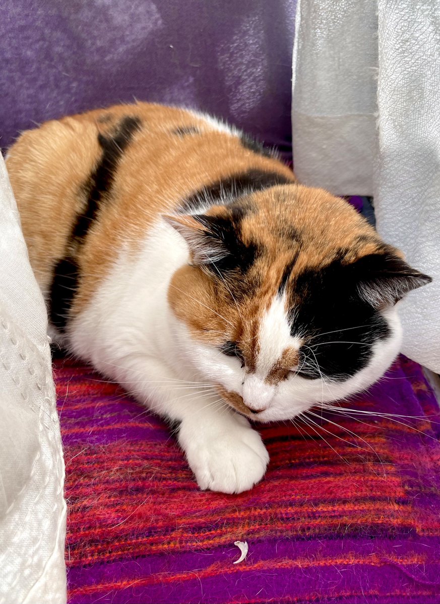 にゃんころもち ea2fa3198b97e4f3a8bec78a55abdf