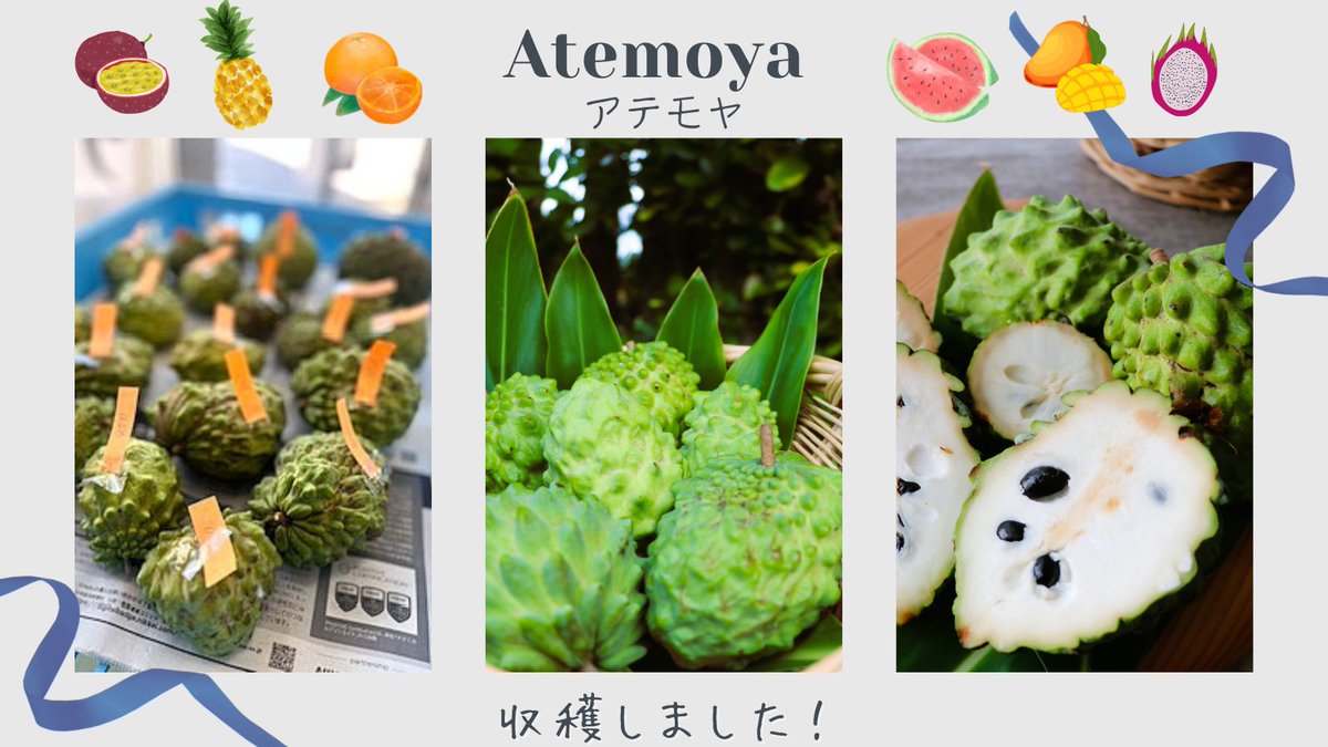 kinjyoagu's tweet photo. 今年もアテモヤの季節がやってまいりました！
アグー豚の堆肥で育てた無農薬の果物です。
ごつごつした皮の中には、クリーミーな香り高い白い果肉が…別名、森のアイスクリーム。
今が旬のアテモヤをぜひ！
アグー豚もぜひどうぞ～♪
 #アテモヤ #やんばる #沖縄 #アグー豚 #トロピカルフルーツ https://t.co/l4047Pn0JX