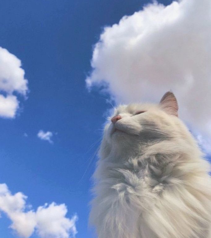 not__dog__'s tweet image. Bravery