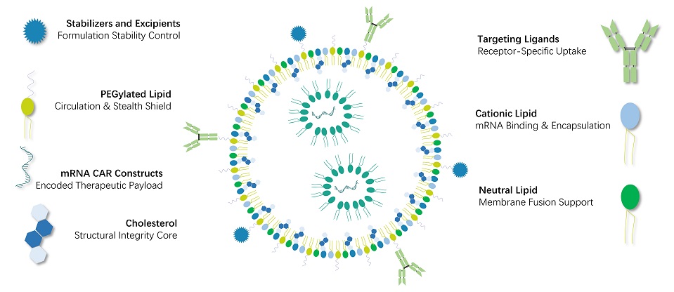 Creative Biogene has established a robust and reproducible platform for conjugating targeting ligands (e.g., mAb, scFvs, nanoantibody) to the LNP surface, ensuring precise delivery of your CAR-RNA payload. integraterna.creative-biogene.com/in-vivo-rna-ba…