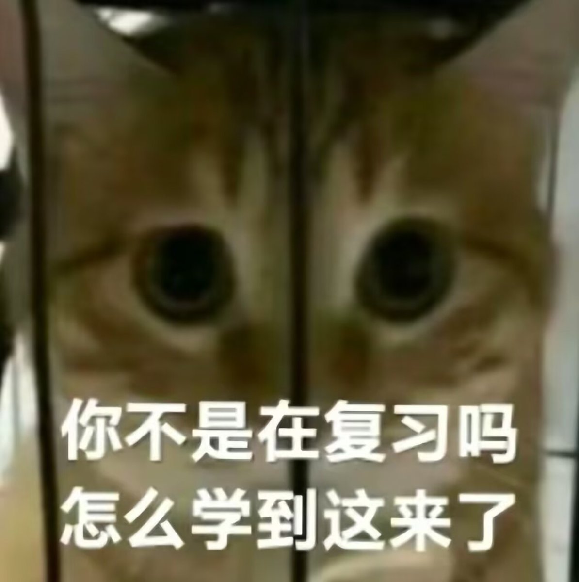 园喵不圆 tweet media