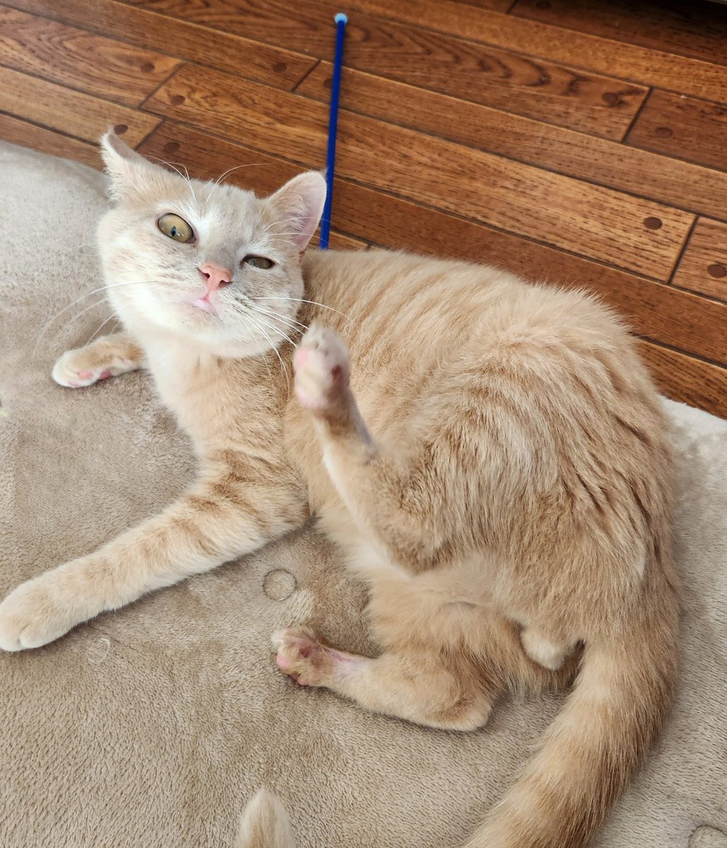 カキカキしたいのに届きそうで届かない
アンディー君顔ぶちゃいくになってるよ(⊙⊙)!

😽もうちょっとﾆｬﾝ🐾🐾

 #保護猫  #猫のいる暮らし  #猫のいる幸せ  #猫好き  #里親様募集中  #茶トラ猫