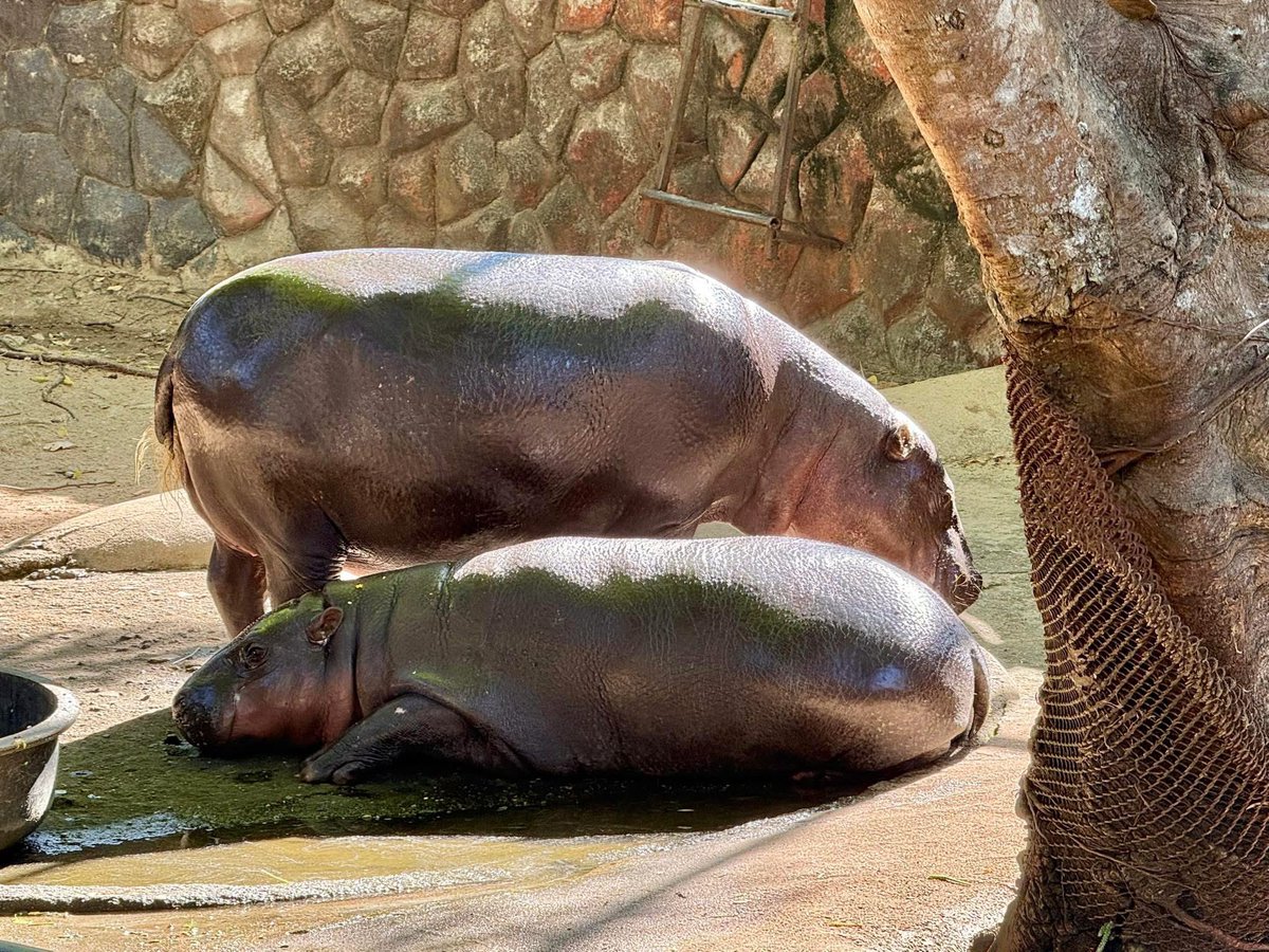 สภาพหลังกินเสร็จ #hippo #PygmyHippo #ขาหมูแอนด์เดอะแก๊ง #หมูเด้งเด้งกี่โมง #Moodeng #พี่ขาหมู #สวนสัตว์เปิดเขาเขียว