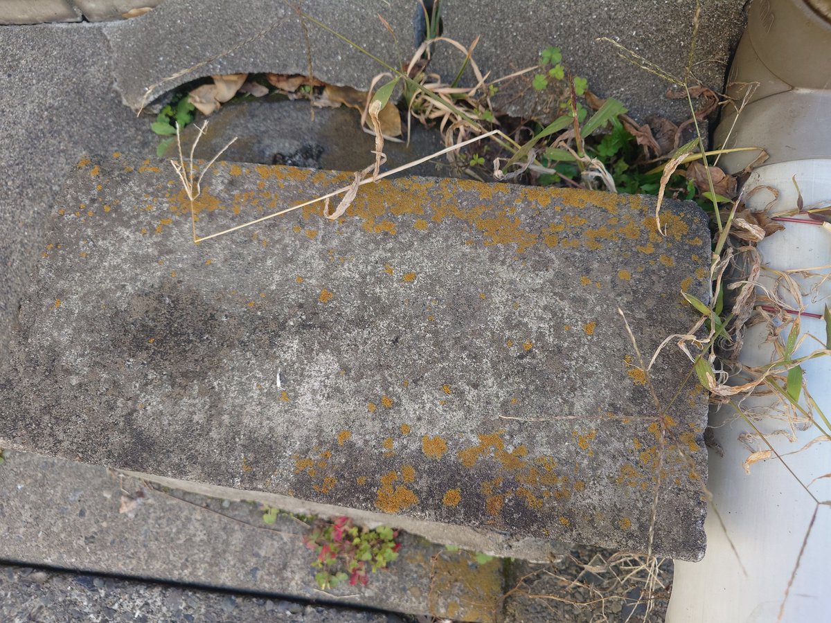 SukunaBikona7's tweet image. こういう屋外のコンクリにある黄色っぽいシミみたいな奴が汚れとかでなくツブダイダイゴケという地衣類だと知ったとき、少し世界が広がった感じがしたよね。