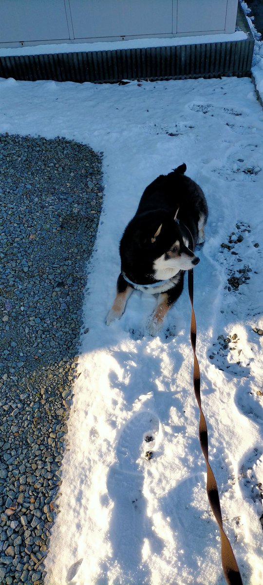 Post by まめたろう on X: 意地でも