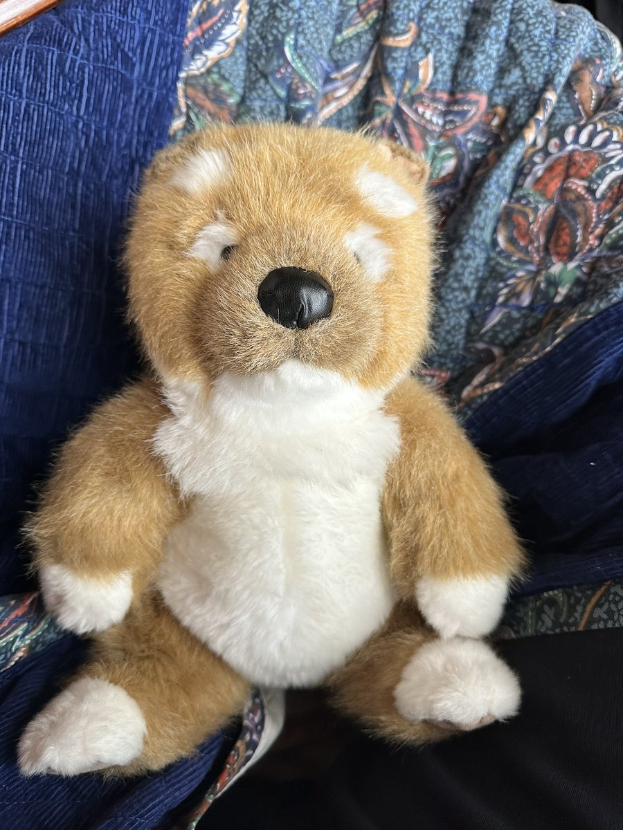 Ri-（専用の方以外のコメントはお控えください） ystk_official こんにちは！ご迷惑でなければ、この子がいつ頃の子な