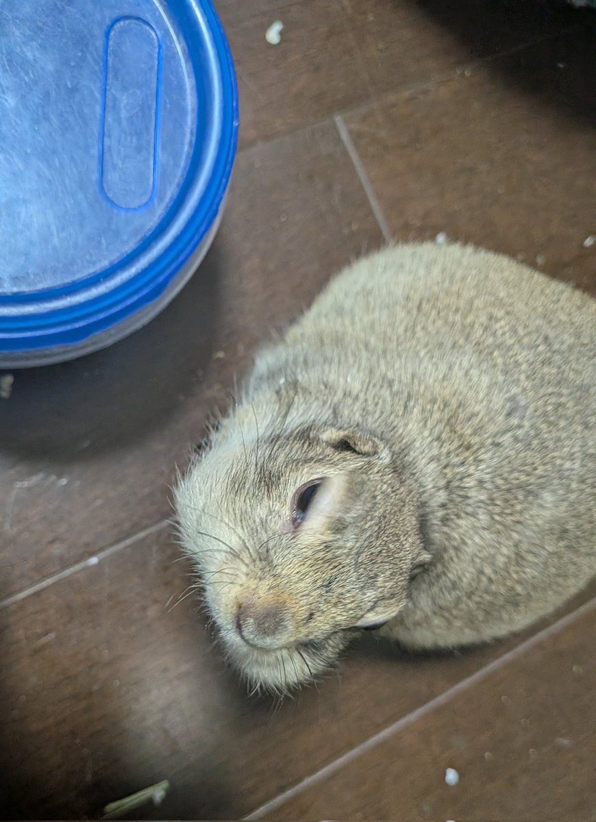 ほっぺパンパン😂
ジジお顔どうした笑
#リチャードソンジリス
