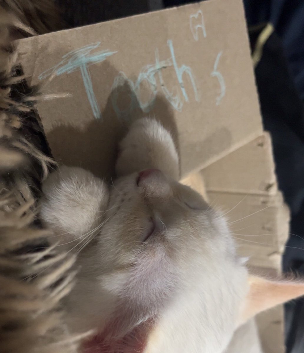 𝔊wendolyn ༒ NSFW tweet media