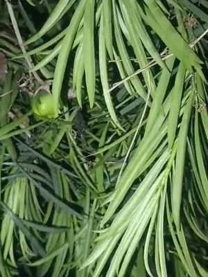 Shivani Sahu tweet media