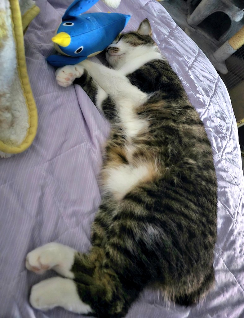 ★まりも★ まりも。@ｽﾊﾟｺﾐ1/11 6号館D N23ab (@marimo577) / Posts / X