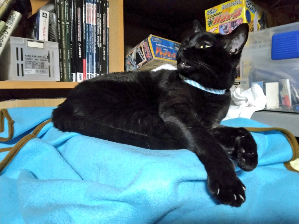 nanatomu158's tweet photo. 実家にいた時のナナたん  #黒猫 https://t.co/3VPhUm9Ukh