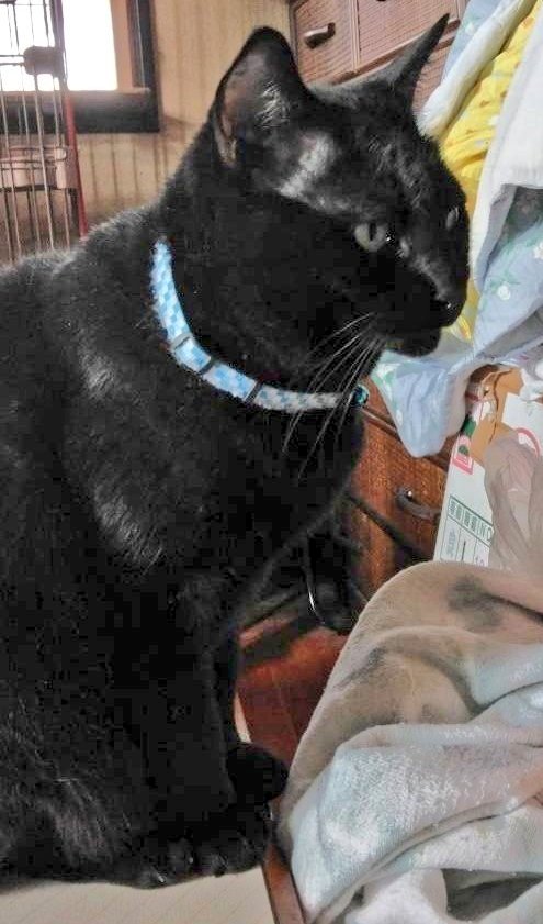 nanatomu158's tweet photo. 実家にいた時のナナたん  #黒猫 https://t.co/3VPhUm9Ukh