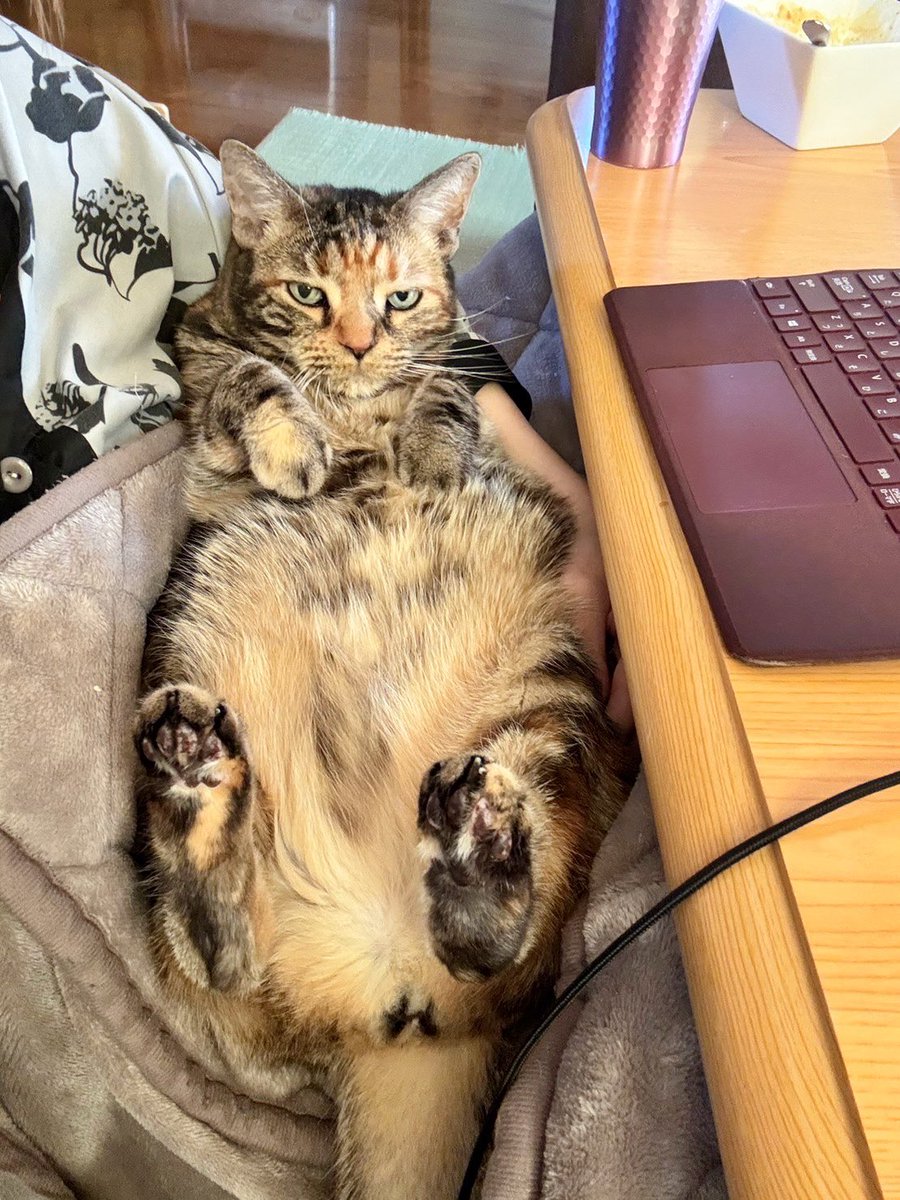 くまつな⭐︎ ツナクマ (@kuma_tuna) / Posts / X