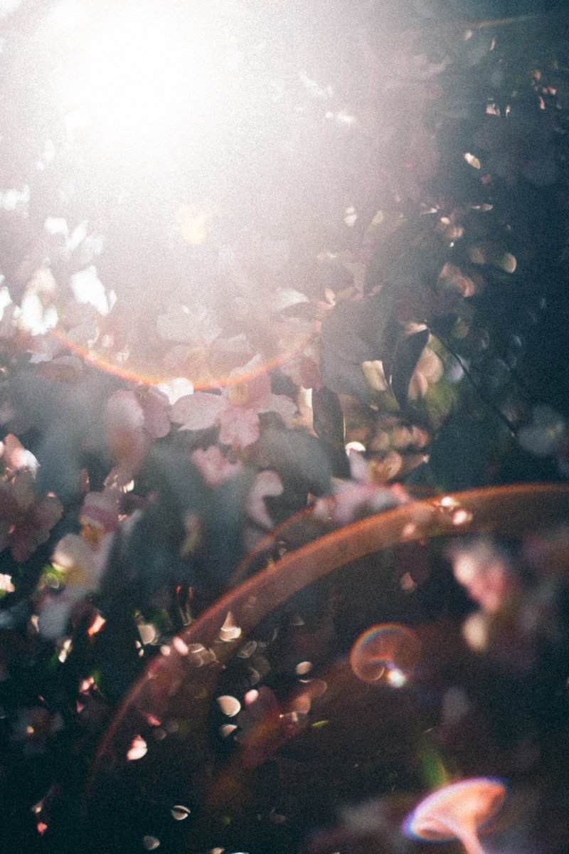 _kanakoara_'s tweet photo. flowers https://t.co/qZi1bTCu1I