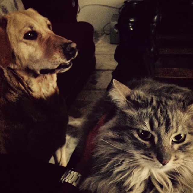 _myrandomstuff's tweet image. #cats #dogs #random