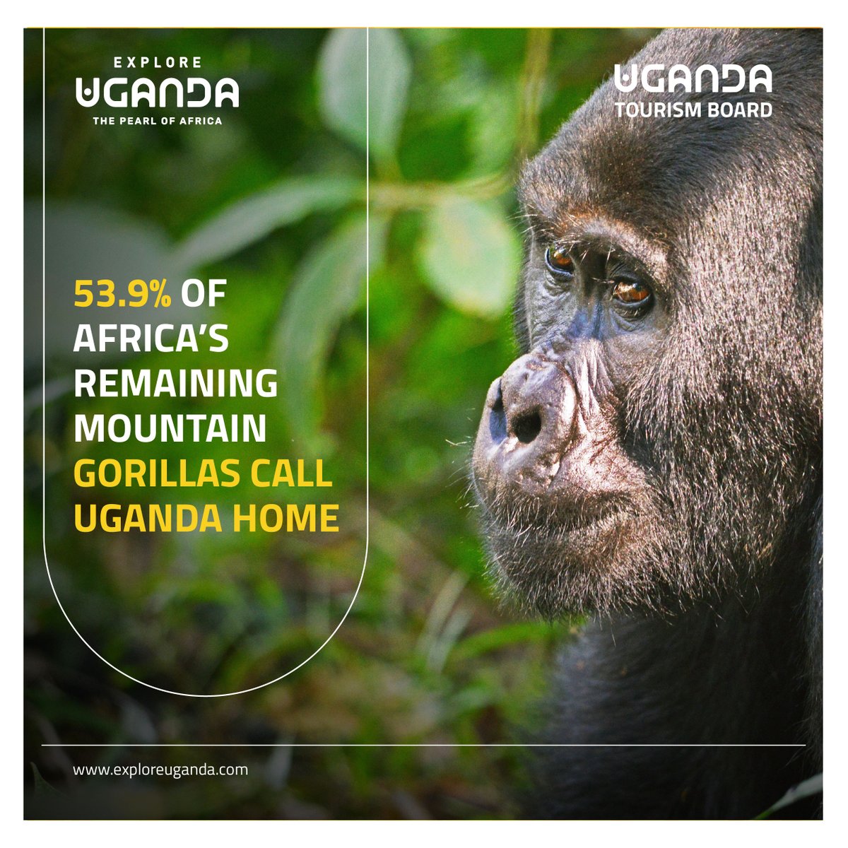 TourismBoardUg's tweet image. Did you know: Uganda is home to about 53.9% of Africa’s remaining mountain gorillas? 

This is a reminder that every protected forest, every conservation effort, and every mindful visit helps safeguard one of the world’s rarest species.

#ExploreUganda