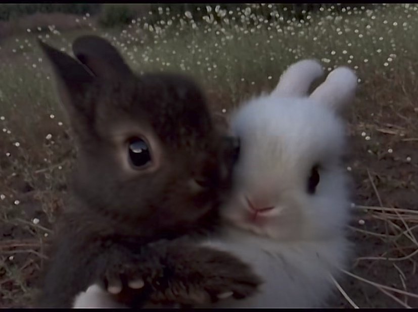 çiftliğimdeki tavşanlar