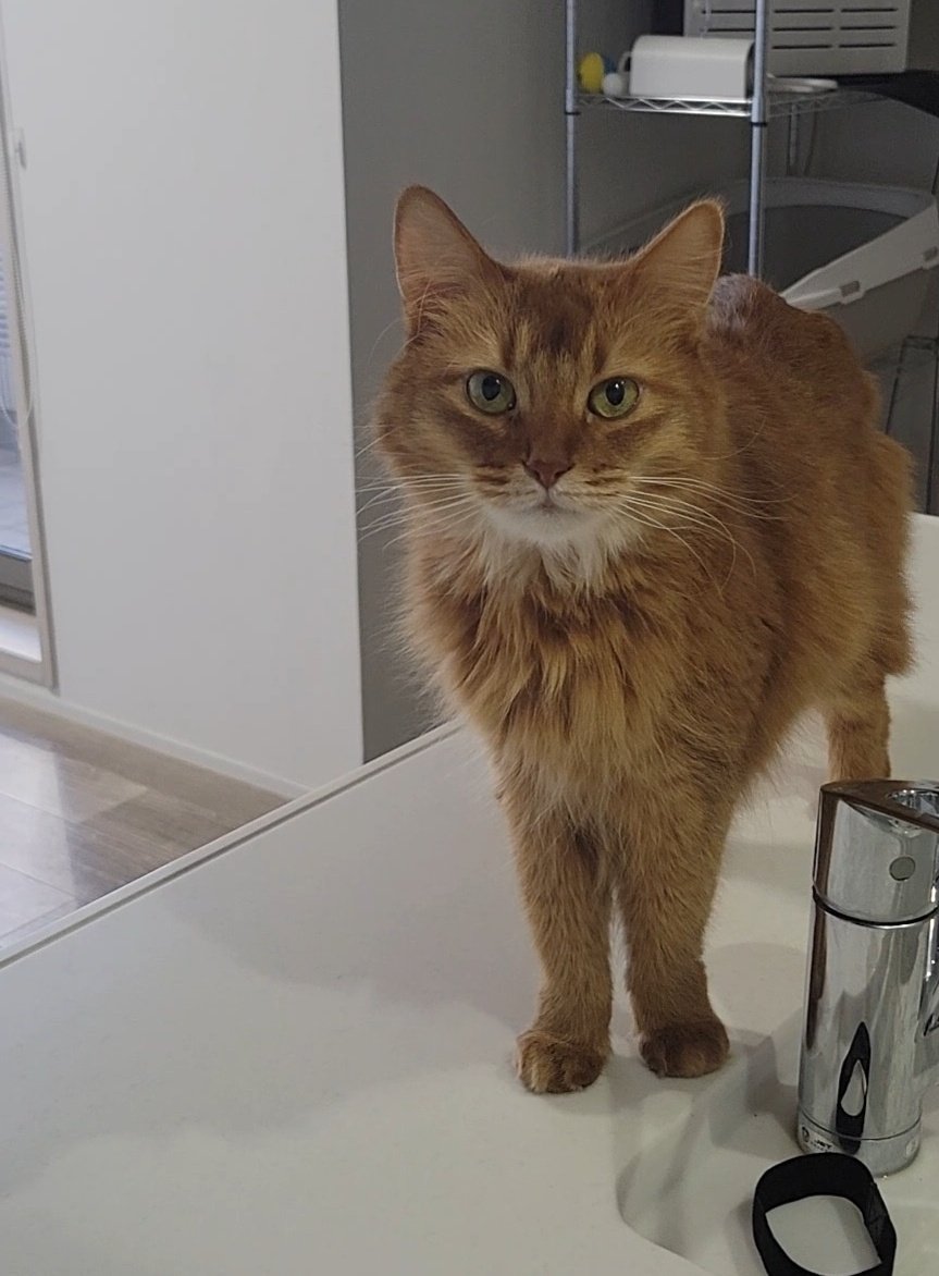 しぴこめᓚᘏᗢ (@chipie0826) / Posts / X